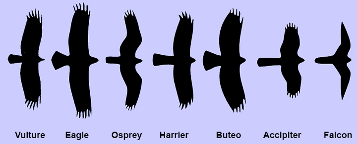 Raptor Identification Chart