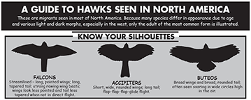 Raptor Identification Chart