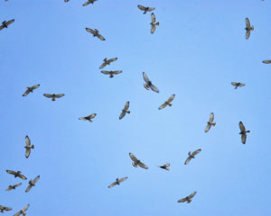 Broad-winged Hawk kettle