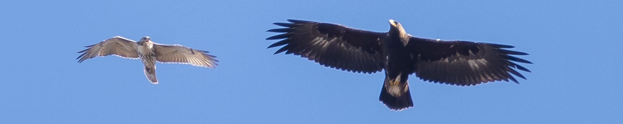 Rockfish Gap Hawk Watch