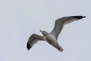 Ring-billed Gull