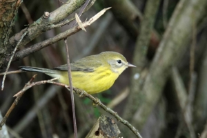 Prairie Warbler