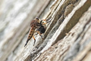 Robber Fly