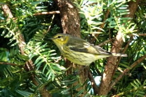 Cape May Warbler