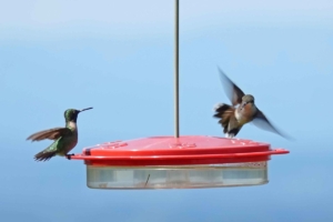 Ruby-throated Hummingbird