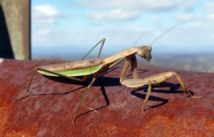 Praying Mantis