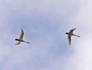 Tundra Swan