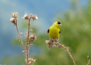 American Goldfinch