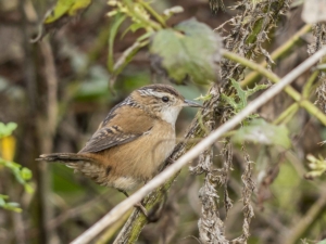 Marsh Wren