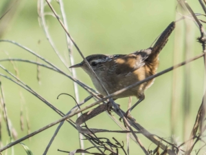 Marsh Wren