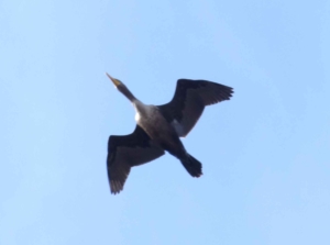 Double-crested Cormorant