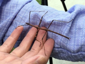 Walking Stick