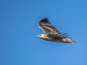 Red-tailed Hawk