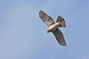 Cooper's Hawk