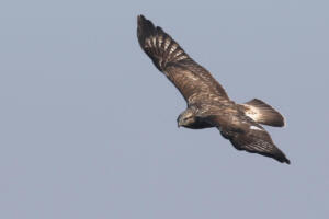 Rough-legged Hawk (by Baxter Beamer)