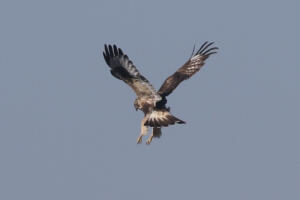 Rough-legged Hawk (by Baxter Beamer)