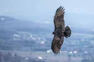 Turkey Vulture