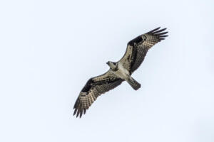 Osprey