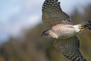 Cooper's Hawk