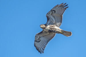 Red-tailed Hawk