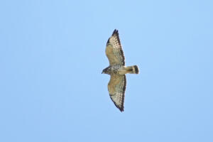 Broad-winged Hawk