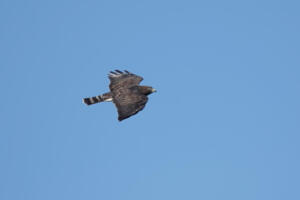 Broad-winged Hawk
