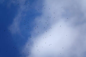 Broad-winged Hawk kettle