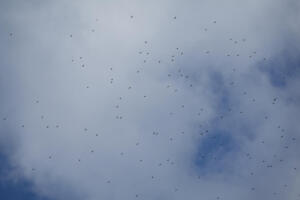 Broad-winged Hawk kettle