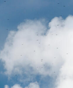 Broad-winged Hawk kettle