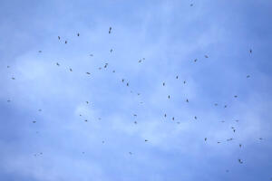 Broad-winged Hawk kettle