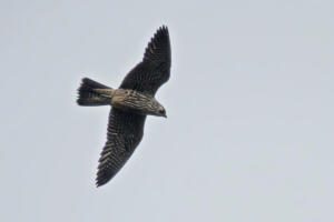 Peregrine Falcon