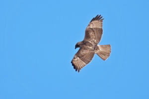 Red-tailed Hawk