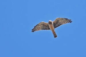 Northern Harrier
