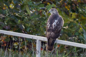 Red-tailed Hawk