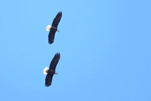 Bald Eagle
