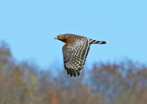 Red-shouldered Hawk