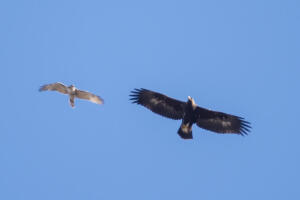 Golden Eagle w/ Red-tail