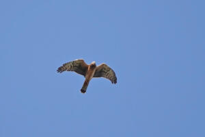 Northern Harrier