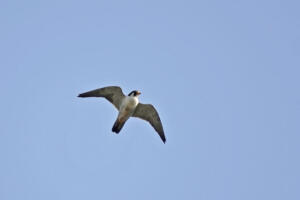 Peregrine Falcon