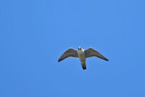 Peregrine Falcon