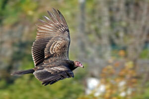 Turkey Vulture