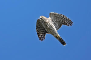 Cooper's Hawk