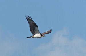 Osprey