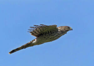 Cooper's Hawk