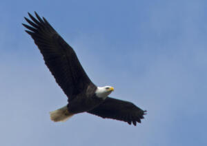Bald Eagle